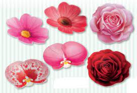MARGHERITA ASSORTITA 100 pz. FLOREAL